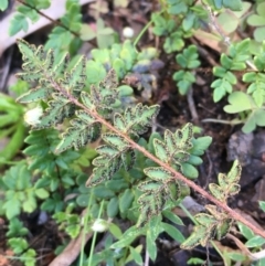 Cheilanthes sp. at Kowen, ACT - 5 Jul 2020