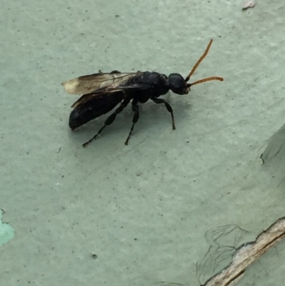 Anthoboscinae sp. (subfamily) (Flower wasp) at Aranda, ACT - 6 Jul 2020 by Jubeyjubes