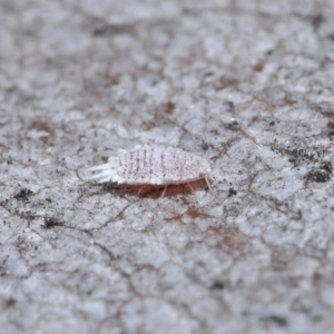 Pseudococcidae sp. (family) at Hackett, ACT - 26 Jun 2020 01:18 PM