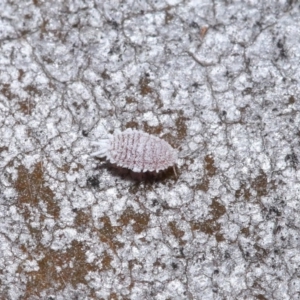 Pseudococcidae sp. (family) at Hackett, ACT - 26 Jun 2020 01:18 PM