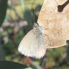 Zizina otis (Common Grass-Blue) at Kama - 5 Jul 2020 by Christine