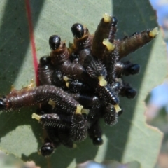 Perga sp. (genus) (Sawfly or Spitfire) at Dunlop, ACT - 5 Jul 2020 by Christine