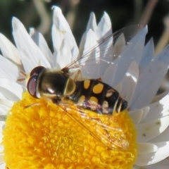 Simosyrphus grandicornis (Common hover fly) at Kama - 5 Jul 2020 by Christine