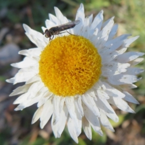 Simosyrphus grandicornis at Molonglo River Reserve - 5 Jul 2020