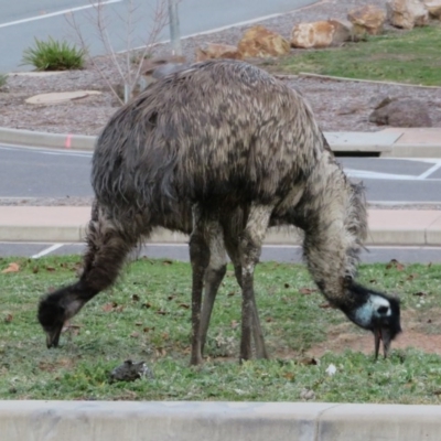 Dromaius novaehollandiae (Emu) at Paddys River, ACT - 27 Jun 2020 by Christine