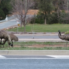 Dromaius novaehollandiae at Paddys River, ACT - 27 Jun 2020