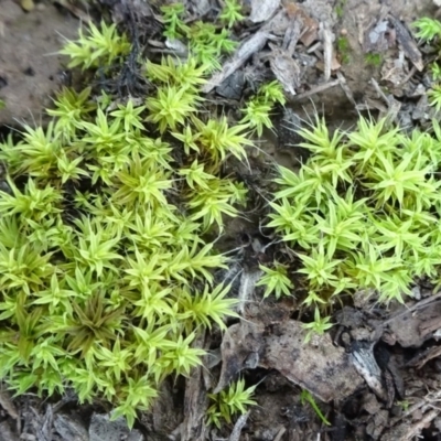 Barbula crinita at Murrumbateman, NSW - 20 Jun 2020 by JanetRussell