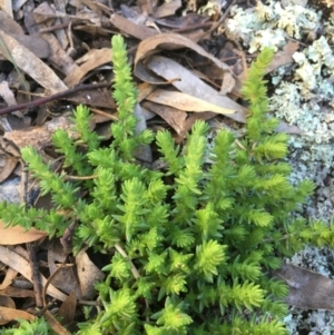 Crassula sieberiana at Kowen, ACT - 5 Jul 2020