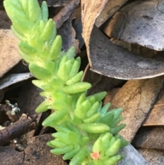 Crassula sieberiana at Kowen, ACT - 5 Jul 2020