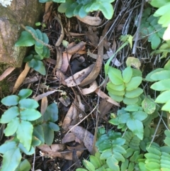 Pellaea calidirupium (Hot Rock Fern) at Kowen Escarpment - 5 Jul 2020 by JaneR