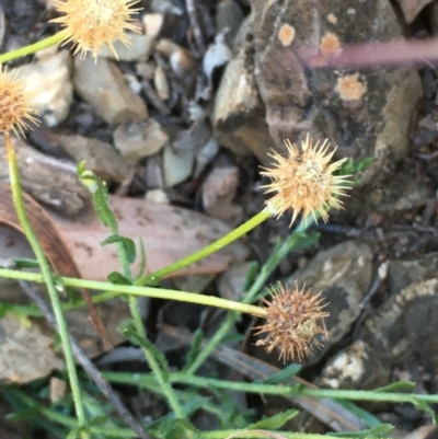 Calotis lappulacea (Yellow Burr Daisy) at Kowen, ACT - 5 Jul 2020 by JaneR