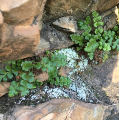 Pleurosorus rutifolius (Blanket Fern) at Kowen Escarpment - 5 Jul 2020 by JaneR