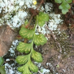 Pleurosorus rutifolius at Kowen, ACT - 5 Jul 2020