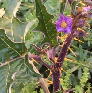 Solanum cinereum at Kowen, ACT - 5 Jul 2020 03:14 PM