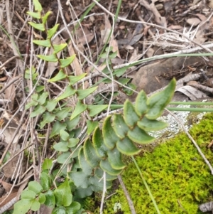 Pellaea calidirupium at Kowen, ACT - 5 Jul 2020