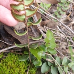 Pellaea calidirupium at Kowen, ACT - 5 Jul 2020