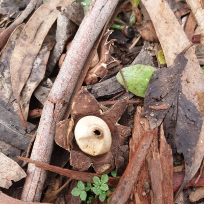 Geastrum sp. (genus) (An earthstar) at Kowen, ACT - 5 Jul 2020 by JSchofield