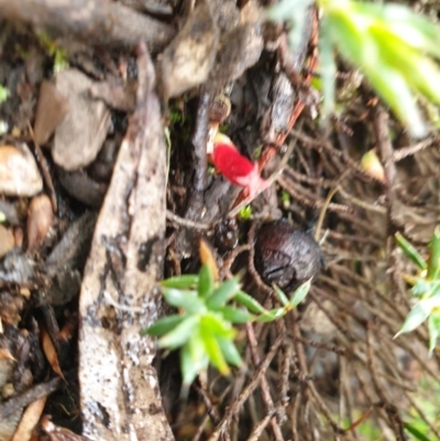 Astroloma humifusum (Cranberry Heath) at Kowen, ACT - 5 Jul 2020 by JSchofield