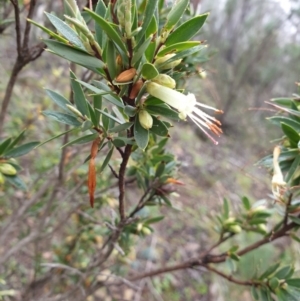 Styphelia triflora at Kowen, ACT - 5 Jul 2020