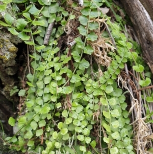 Asplenium flabellifolium at The Ridgeway, NSW - 5 Jul 2020