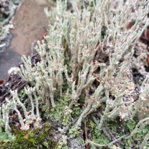 Cladonia sp. (genus) at The Ridgeway, NSW - 5 Jul 2020