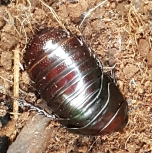 Panesthia australis at Hawker, ACT - 6 Jul 2020