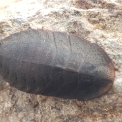 Laxta granicollis (Common bark or trilobite cockroach) at Hawker, ACT - 6 Jul 2020 by tpreston