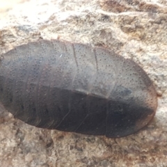 Laxta granicollis (Common bark or trilobite cockroach) at Hawker, ACT - 6 Jul 2020 by trevorpreston