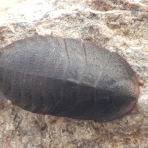 Laxta granicollis at Hawker, ACT - 6 Jul 2020 03:43 PM