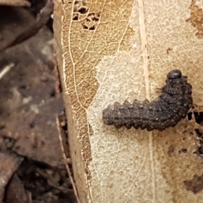 Unidentified Insect at Hawker, ACT - 6 Jul 2020 by trevorpreston