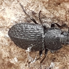 Adelium porcatum (Darkling Beetle) at Hawker, ACT - 6 Jul 2020 by tpreston