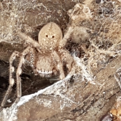 Neosparassus calligaster (Beautiful Badge Huntsman) at The Pinnacle - 6 Jul 2020 by tpreston