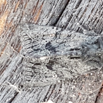 Neumichtis nigerrima (Black Turnip Moth) at Hawker, ACT - 6 Jul 2020 by tpreston