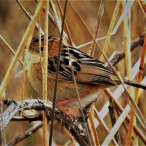 Cisticola exilis at Fyshwick, ACT - 6 Jul 2020 11:12 AM