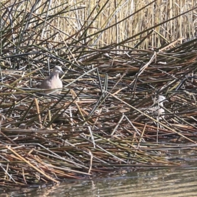 Spilopelia chinensis (Spotted Dove) at Gungaderra Creek Ponds - 6 Jul 2020 by Alison Milton