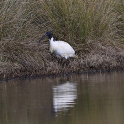 Threskiornis molucca (Australian White Ibis) at Gungaderra Creek Ponds - 6 Jul 2020 by Alison Milton