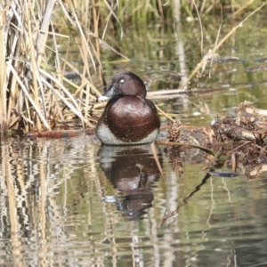 Aythya australis at Franklin, ACT - 6 Jul 2020