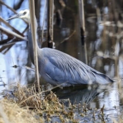 Egretta novaehollandiae (White-faced Heron) at Franklin, ACT - 6 Jul 2020 by Alison Milton