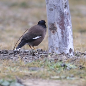 Acridotheres tristis at Franklin, ACT - 6 Jul 2020 10:19 AM