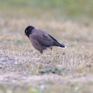 Acridotheres tristis at Franklin, ACT - 6 Jul 2020