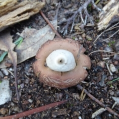 Geastrum sp. (Geastrum sp.) at Isaacs Ridge - 6 Jul 2020 by Mike