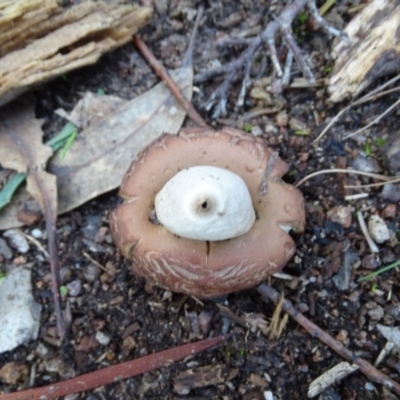Geastrum sp. (Geastrum sp.) at Isaacs, ACT - 6 Jul 2020 by Mike