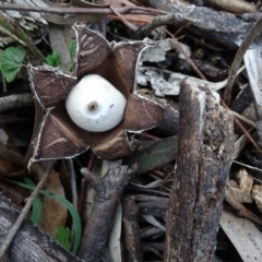 Geastrum sp. at Isaacs Ridge and Nearby - 6 Jul 2020