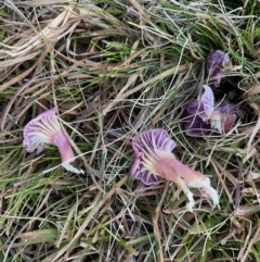 Hygrocybe sp. (Hygrocybe) at Mongarlowe, NSW - 6 Jul 2020 by LisaH