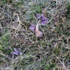 Hygrocybe sp. at Mongarlowe, NSW - 6 Jul 2020