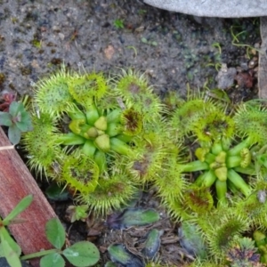 Drosera gunniana at Isaacs Ridge and Nearby - 6 Jul 2020