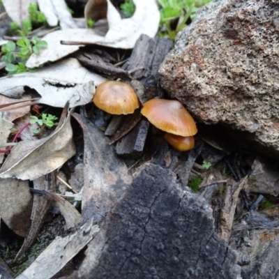 Unverified Cap on a stem; gills below cap [mushrooms or mushroom-like] - 1 Jan 1900 by Mike