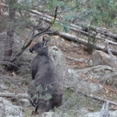 Osphranter robustus robustus (Eastern Wallaroo) at Isaacs Ridge - 6 Jul 2020 by Mike