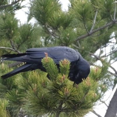 Corvus coronoides (Australian Raven) at Isaacs Ridge - 6 Jul 2020 by Mike
