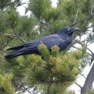 Corvus coronoides at Isaacs, ACT - 6 Jul 2020 03:20 PM